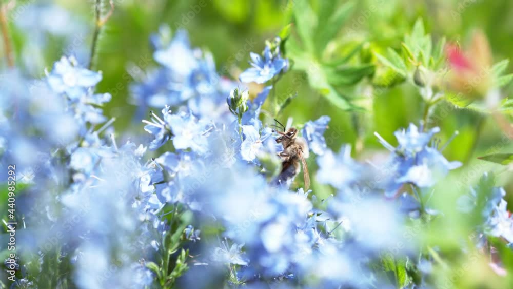 Bee flying into bloomed blossom, gathering pollen, macro shot. Filmed on high speed cinema camera, 1000fps. Bee flying into bloomed blossom, gathering pollen, macro shot. Filmed on high speed cinema camera, 1000fps.