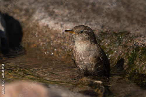 Eurasian wren sitting in the water of a bird bath with the head turned left in evening light