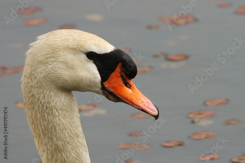 Knobbelzwaan, Mute Swan, Cygnus olor photo