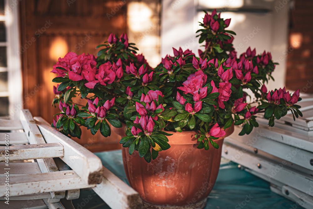 Naklejka premium Amazing blooming azalea plant outdoors on background of wooden windows in the garden. Spring mood in the air, Italian culture and gardening