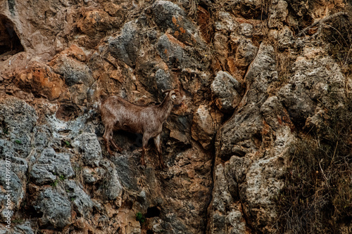 Wild mountain cyprus goat on the wall 