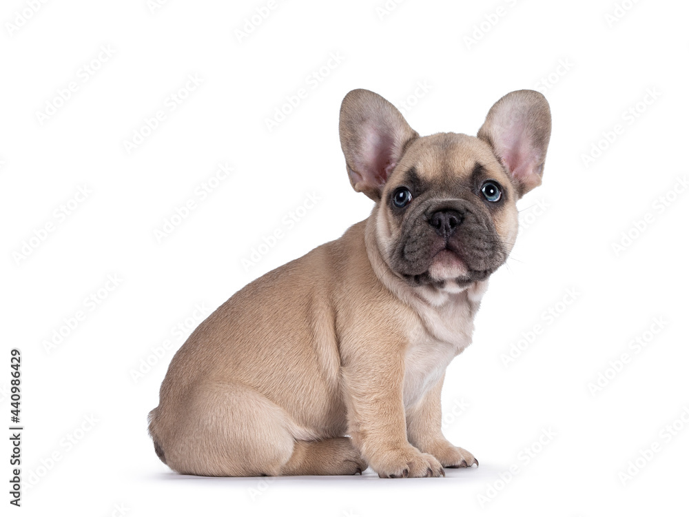 Adorable fawn French Bulldog puppy, sitting up  side ways. Looking curious towards camera with blue eyes. Isolated on a white background.