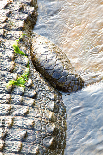 Nijlkrokodil, Nile Crocodile, Crocodylus niloticus photo