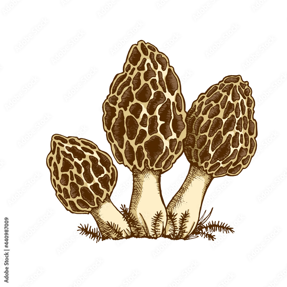 Morel mushrooms illustration hand drawn family of edible mushrooms