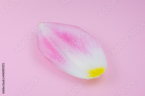 Petal from a pink tulip flower on the pink background. Minimalism, beautiful natural wallpaper. Human aging concept. Natural eco cosmetics. Different changes in a person's life. Copy space, close up. photo