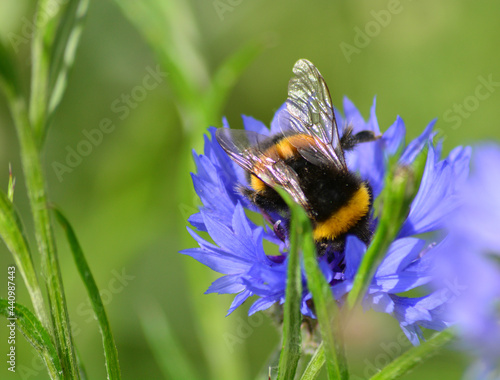 honey bee feeding on nectar
