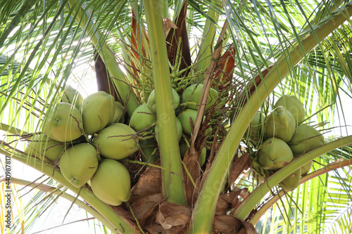 The coconuts fruit freshness on tree