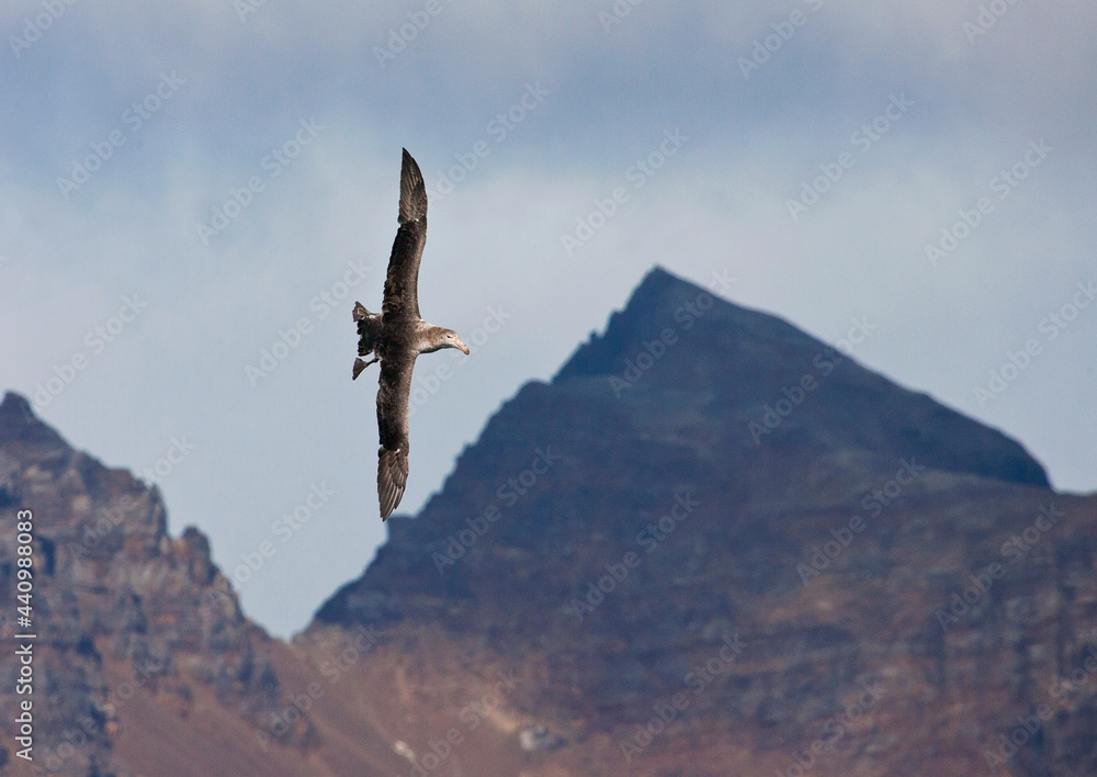 Obraz premium Noordelijke Reuzenstormvogel, Hall's Giant Petrel, Macronectes halli