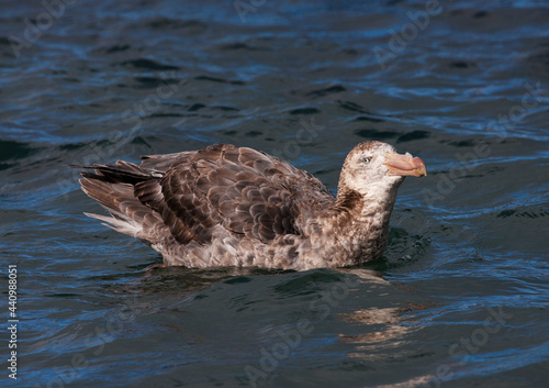 Noordelijke Reuzenstormvogel, Hall's Giant Petrel, Macronectes halli photo