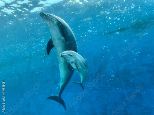 dolphin in the water © 悠太 野田