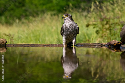 Havik, Northern Goshawk, Accipiter gentilis photo