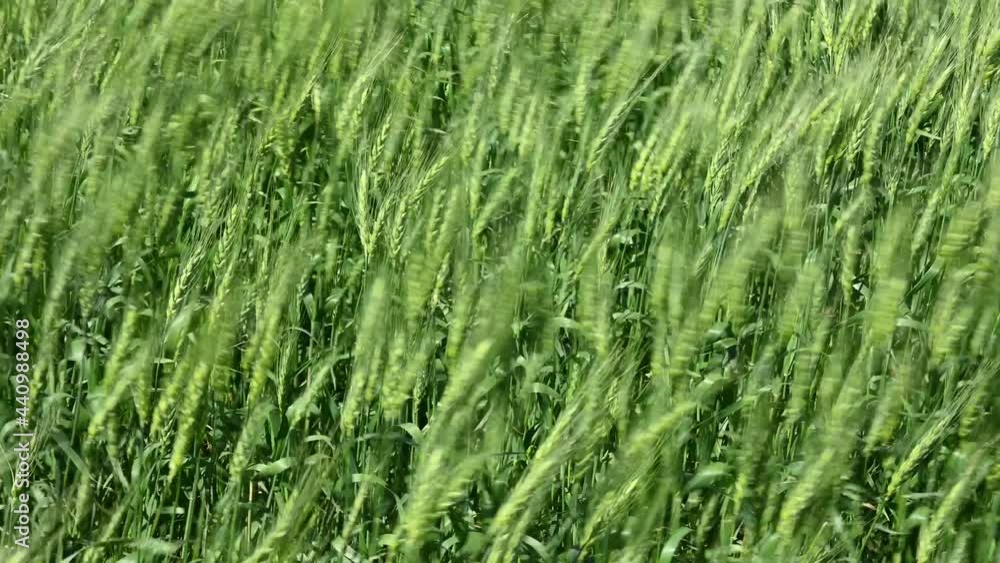Close up of bright green wheat field blowing in a strong wind.
Close up of bright green wheat field blowing in a strong wind.