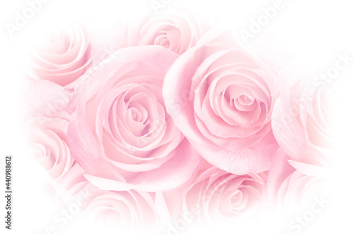 Pink Rose Petals Photo Background