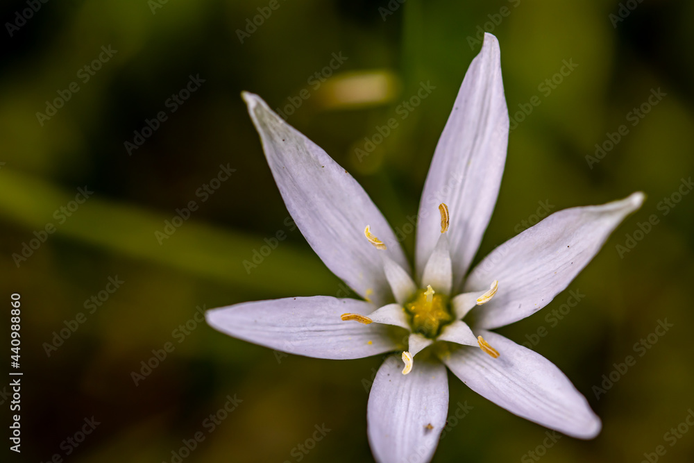 Ornithogalum flower in the garden, close up	