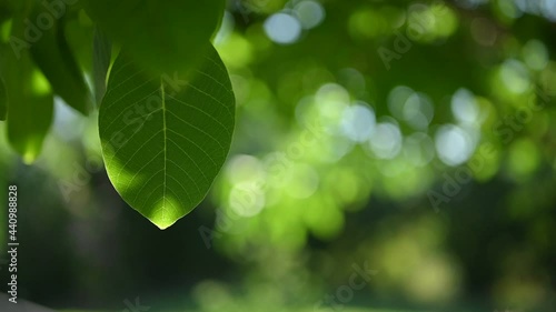Fresh green leave on a tree sway in the wind with bokeh background