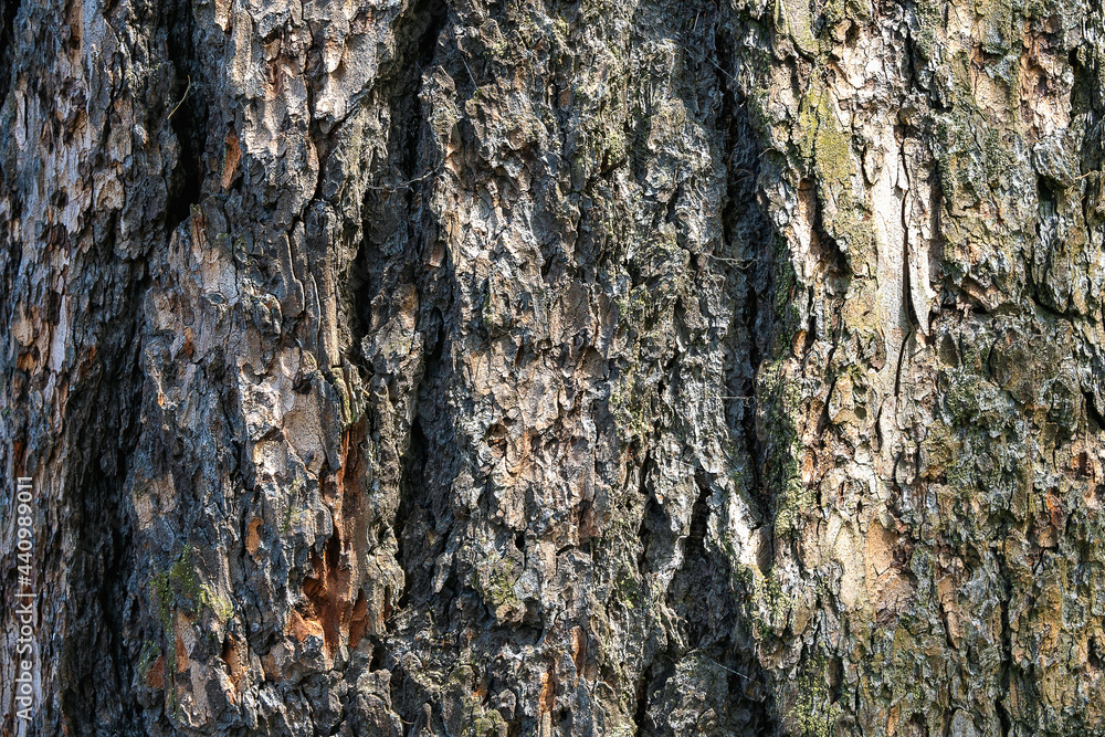 Fototapeta premium Bark of an old tree for texture background.