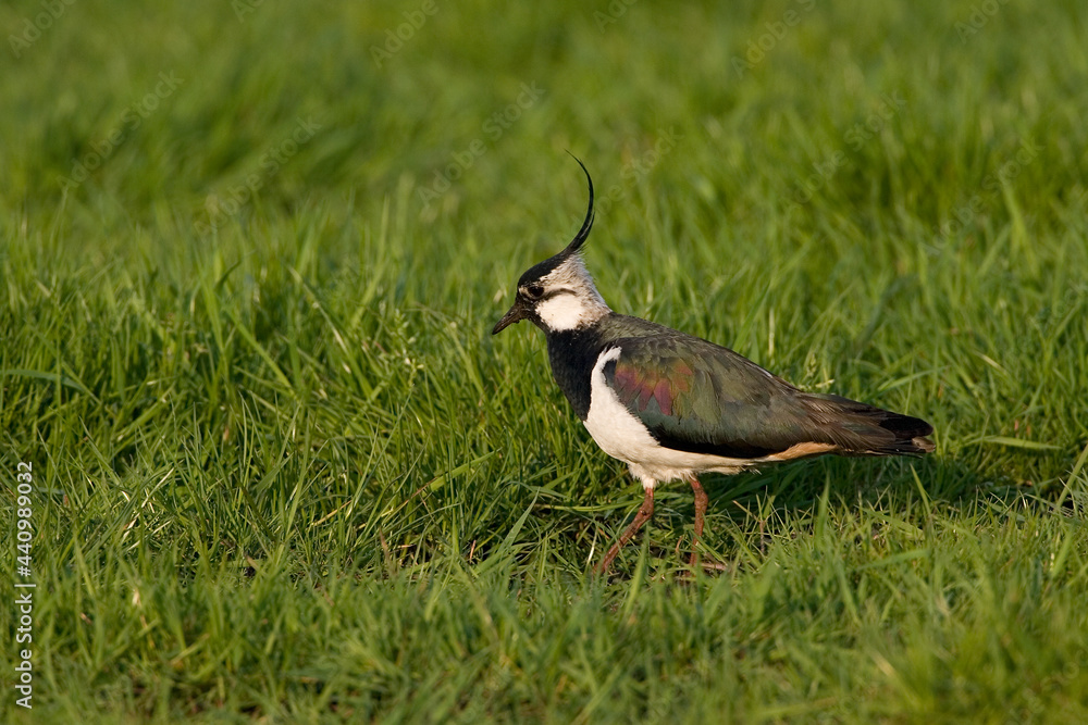 Northern Lapwing, Kievit, Vanellus vanellus