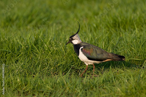 Obraz na płótnie Northern Lapwing, Kievit, Vanellus vanellus w salonie