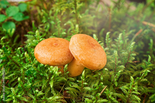 Two Saffron milk mushrooms in moss. Lactarius deliciosus mushroom closeup. Forest mushroom. Selective focus