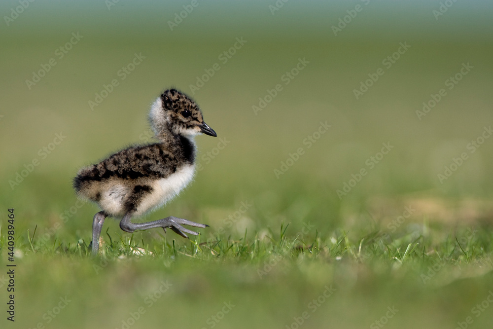 Kievit, Northern Lapwing, Vanellus vanellus Kievit, Northern Lapwing, Vanellus vanellus
