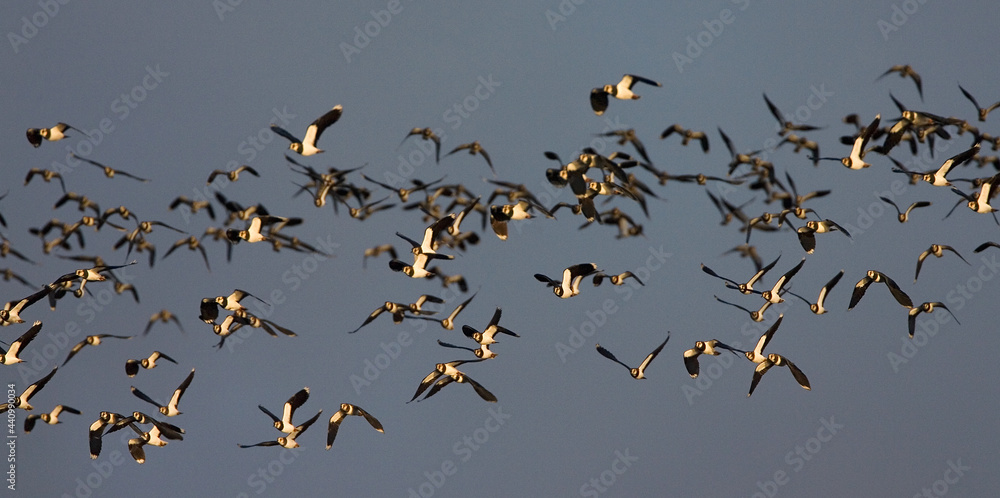 Northern Lapwing, Kievit, Vanellus vanellus Northern Lapwing, Kievit, Vanellus vanellus