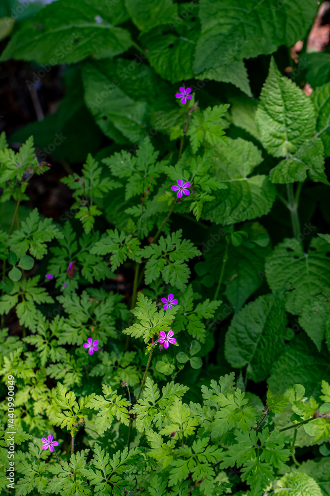 Geranium robertianum growing in the forest Geranium robertianum growing in the forest