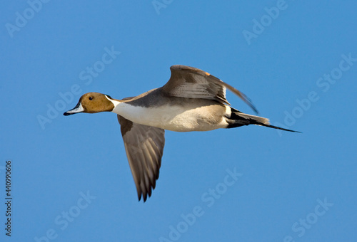 Northern Pintail, Pijlstaart, Anas acuta © AGAMI