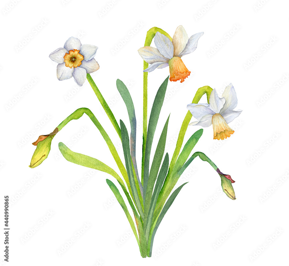 Romantic illustration of a watercolor bouquet of white daffodils. Botanical elements isolated on white background.