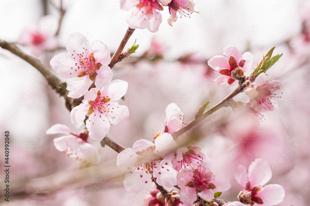 Peach flowers. Small depth of field Peach flowers. Small depth of field