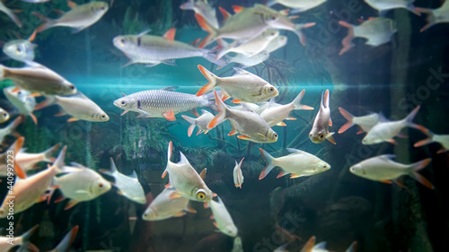 Fototapeta Naklejka Na Ścianę i Meble -  many carp fish swim in the aquarium