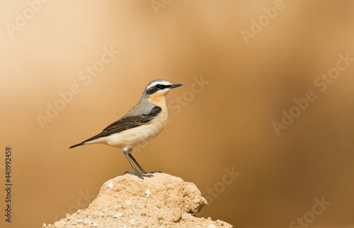 Tapuit, Northern Wheatear, Oenanthe oenanthe photo