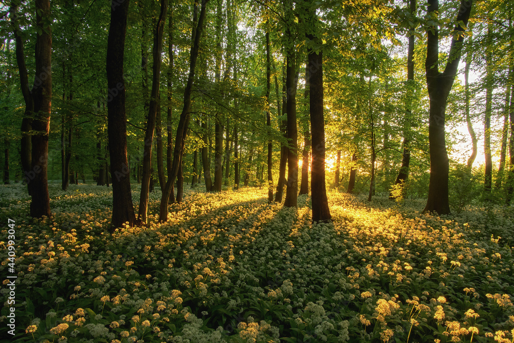 Park Zielona pola czosnku niedźwiedziego Park Zielona pola czosnku niedźwiedziego