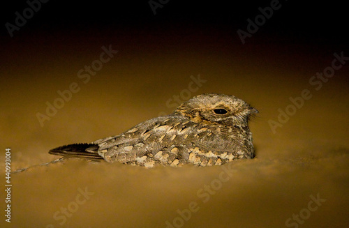 Nubische Nachtzwaluw, Nubian Nightjar, Caprimulgus nubicus tamaricis photo