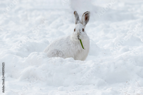 Obraz na plátne White snowshoe hare in the snow eating a green bean left by a hiker