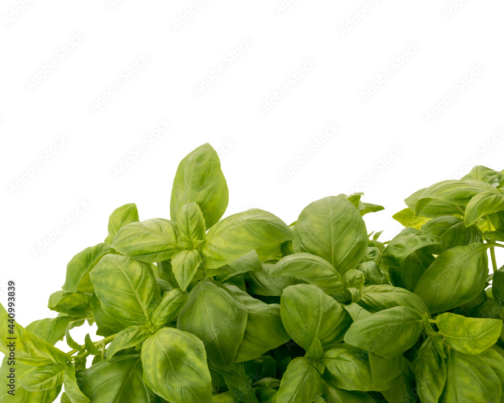 Bunch of basil isolated on white whit copy space, label graphic design, banner or greeting card Bunch of basil isolated on white whit copy space, label graphic design, banner or greeting card