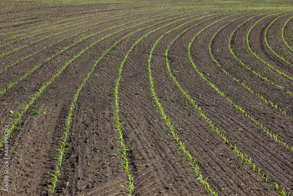 field with corn in spring. Parposts of plants began to grow in a straight line. Field of an agricultural enterprise field with corn in spring. Parposts of plants began to grow in a straight line. Field of an agricultural enterprise