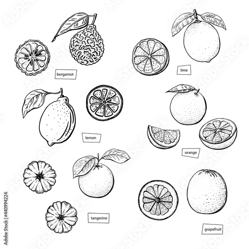 Citrus sketch set drawn in engraved style on white background. Lime, orange, mandarin, bergamot, grapefruit, tangerine, lemon. Line drawing vector graphic. Isolated hand drawn trendy illustration.