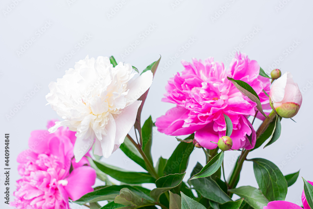 Peonies on a white background