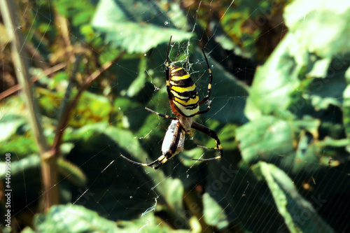 Big Yellow Spider Wasp Eats Its Prey
