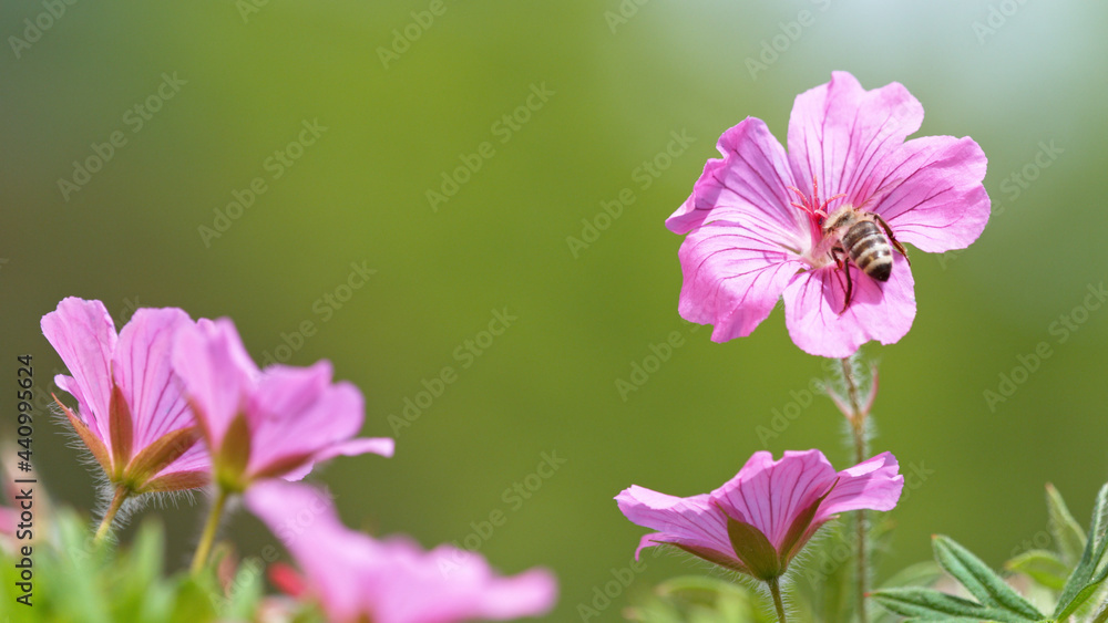 Fototapeta premium A Bee hovering pollen from pink blossom.