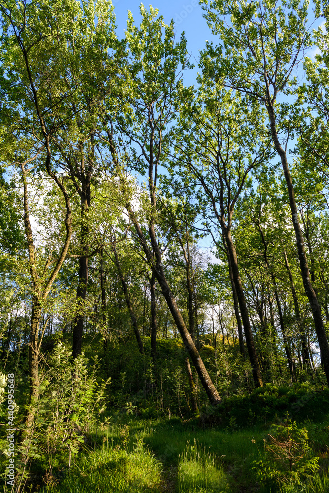 Skrått tre, Lyngdal Skrått tre, Lyngdal