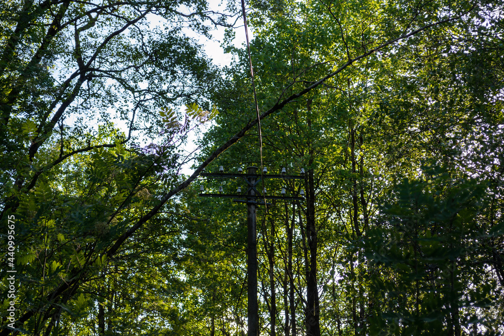 Fototapeta premium Trees in the forest, Lyngdal