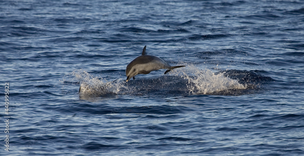 Fototapeta premium Pantropical Spotted Dolphin, Stenella attenuata