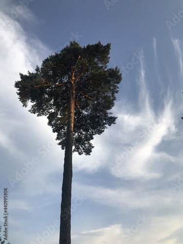 giant pine tree in the park against the backdrop of beautiful clouds