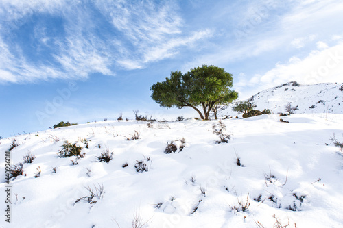 Olive trees amid the snow in the cold winter, northern Algeria, the state of Jijel, snow and winter of North Africa