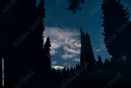 Silhouette of spruce at night sky with Milky Way © pikoso.kz