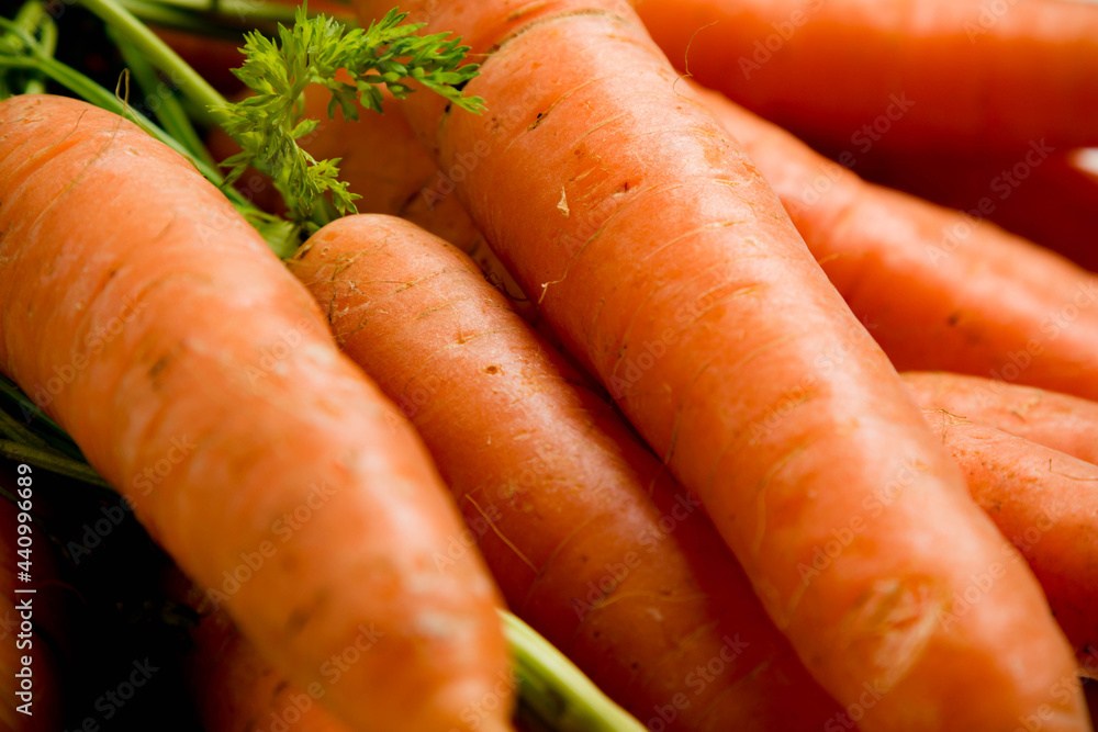 A bunch of carrots with tops, isolated on a white background A bunch of carrots with tops, isolated on a white background