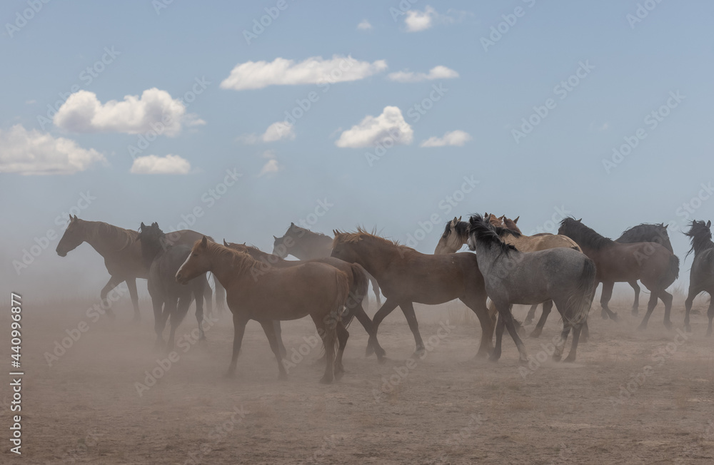 Fototapeta premium Herd of Wild Horses in the Utah Desert