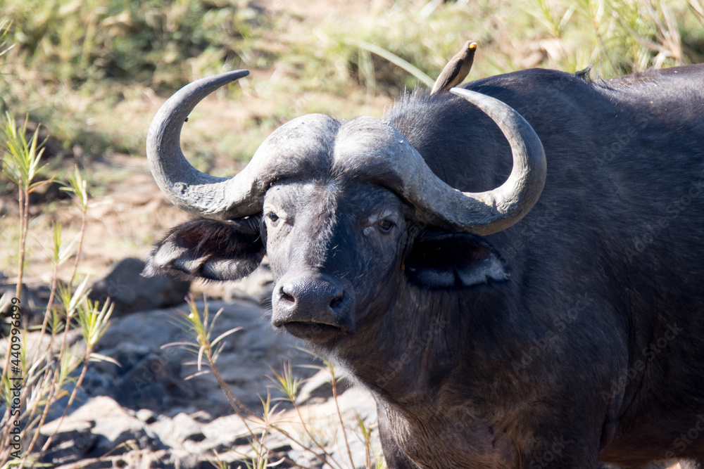Kruger National Park: Cape Buffalo
