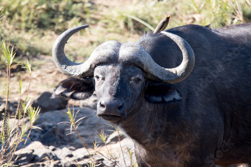 Kruger National Park: Cape Buffalo 